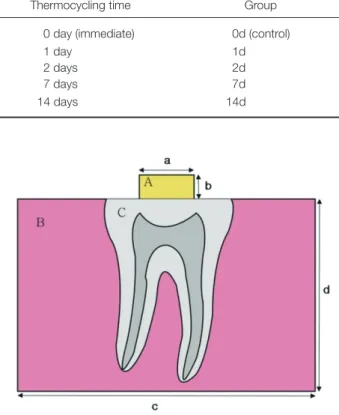 Fig. 1.  A diagram of specimen (A: porcelain disc, B: 