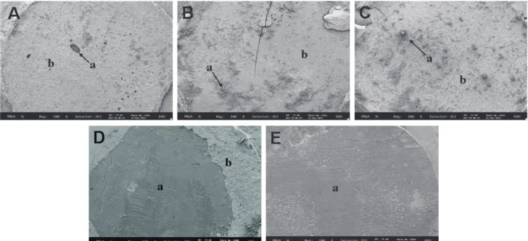 Fig. 3. SEM micrograph of fractured surface after SBST (original magnification ×100). (a; detached surface of resin  cement, b; resin cement) (A) Group 0d, typical SEM micrograph of fractured surface after SBST from control group