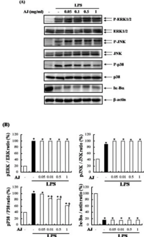 Fig.  5.  Effects  of  AJ  on  MAPKs  activation  and  Ik-Ba  degradation. 