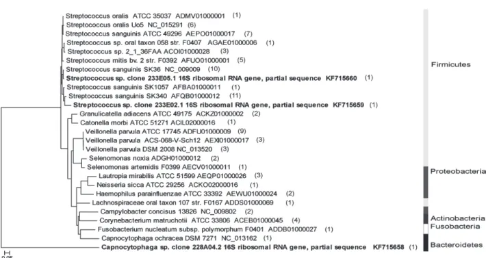 Fig. 2.  Phylogenetic tree with the highest-scored BLAST search results from 84 clones of library t 1 