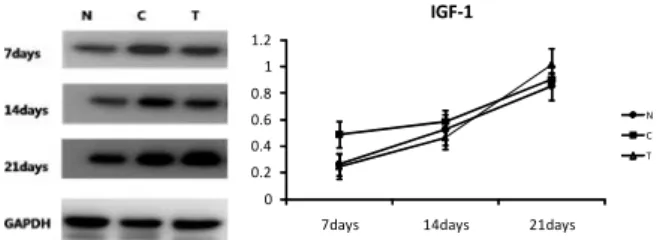 Fig  6.  Effect  on  IGF-1  protein  expression  in  an  alopecia  model  of  C57BL/6  mice