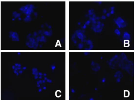 Fig.  4.  Effects  of  nuclear  condensation  and fragmentation in MCF-7 cells.