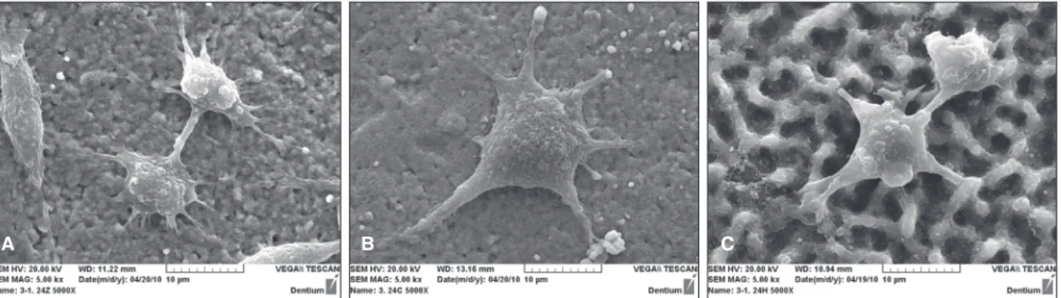 Fig. 3.  SEM observations of osteoblast cultures on surface-modified zirconia after 48 h incubation (×5,000)