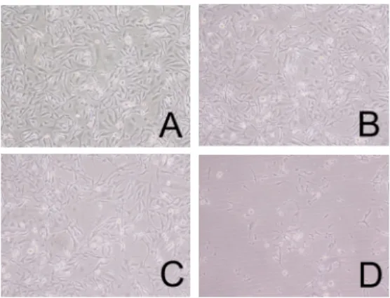 Fig. 2. Effects of CRVP on density and  morphologic changes in MDA-MB-231 cells.