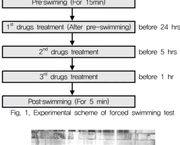 Fig.  1.  Experimental  scheme  of  forced  swimming  test
