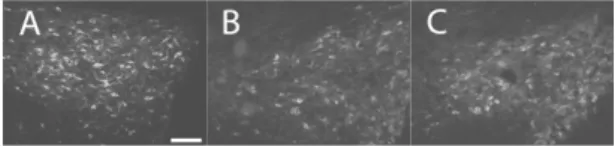 Fig.  10.  Effect  of  Paeoniae  Radix  Rubra  on  the  expression  of  TH  at    VTA.