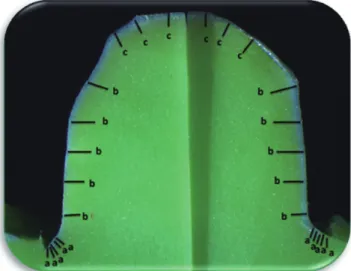 Fig. 2.  Stereomicroscope image of a transversal slice.    