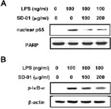 Figure  5.  Effect  of  SD-01  extract  on  LPS-induced  nuclear  translocation  of  NF-κB  p65  and  on  the  phosphorylation  of   IκB-α