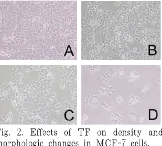 Fig.  3.  Effects  of  TF  on  type  of  cell  death in MCF-7 cells.