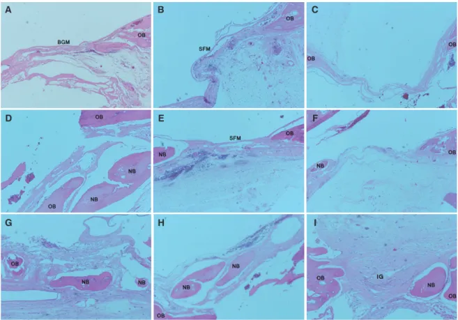 Fig. 2.  Histological view of calvarial defects at 2, 4, and 8 weeks (original magnification x40, hematoxylin and eosin  stain)