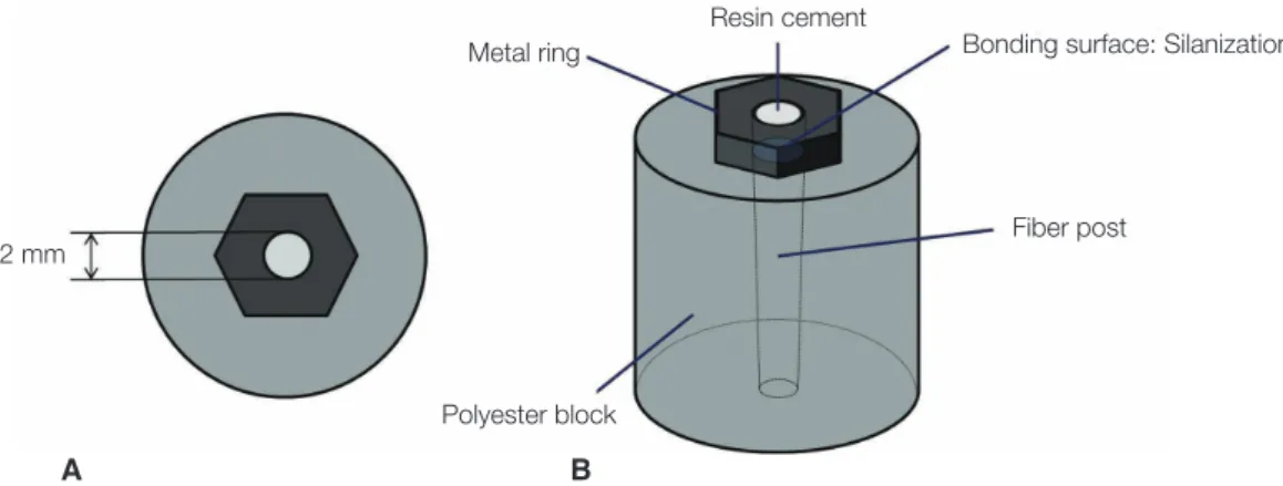 Fig. 1.  Schematic drawing of specimen preparation for shear bond strength test. A: cross-sectional  view for shear bond test, B: total view of mounted specimen.