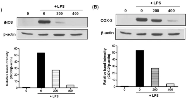 Figure  4.  Inhibition  of  LPS-induced  iNOS  and  COX-2  expression  by  KRJS  extract