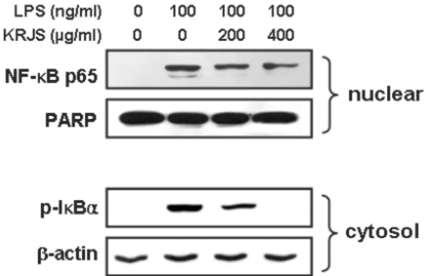 Figure  6.  Inhibitory  effect  of  KRJS  extract  on  LPS-activated  NF-κB  signaling