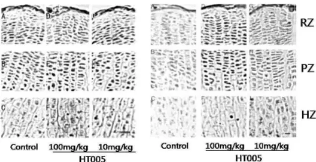 Fig. 5. Immunohistochemical localization of BMP-2 (L) and IGF-1 (R) in the growth plate