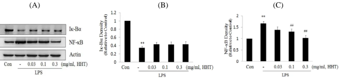 Fig.  5.  Effects  of  HHT  on  the  expression  of  I- κ B α  and  NF- κ B  by  LPS 