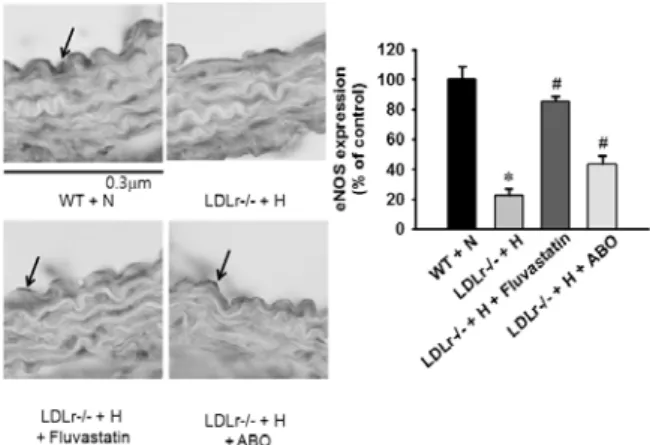 Fig.  4.  Effect  of  ABO  on  eNOS  immunoreactivity  in  LDLr-/-  mice  fed  a  high  fat  diet