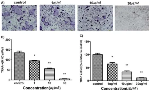 Fig. 2. Effect of PCR Extract on RANKL -induced Oteoclast Differentiation.
