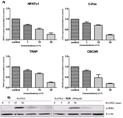 Fig. 4. Effect of PS Extract on the Expression of NFATc1, c-Fos, TRAP, OSCAR  and NF-κB Signal.