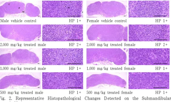 Fig.  2.  Representative  Histopathological  Changes  Detected  on  the  Submandibular  Lymph Node.