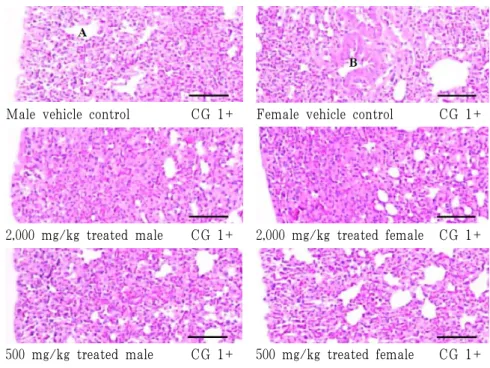 Fig. 3. Representative Histopathological Changes Detected on the Lung. 