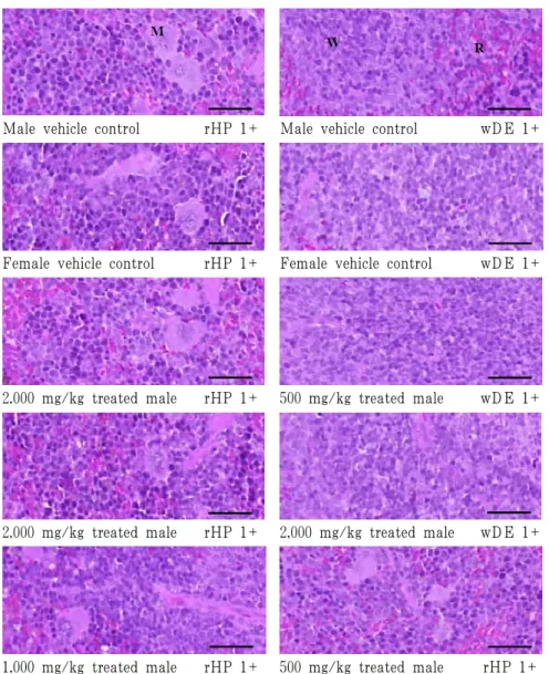 Fig. 5. Representative Histopathological Changes Detected on the Spleen. 