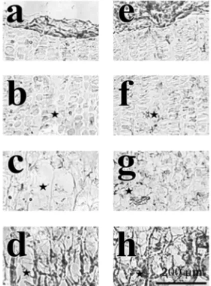Fig.  7  Immunohistochemical  localization  of  IGF-1  receptor  in  the  growth  plate