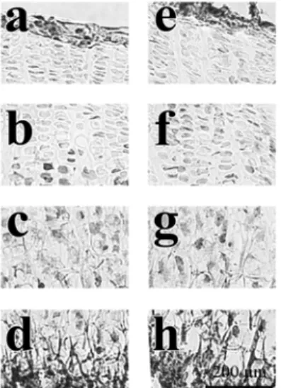 Fig.  10.  Immunohistochemical  localization  of  IHH  in  the  growth  plate