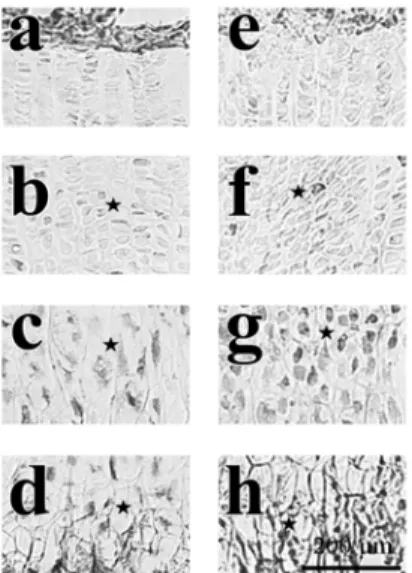 Fig.  11.  Immunohistochemical  localization  of  PTH-rP  in  the  growth  plate