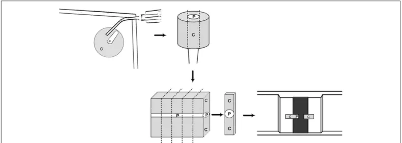 Fig. 1. Schematic design of the specimen, and testing procedure (P = Post and C = Core).