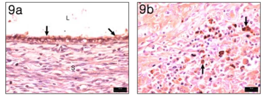 Fig. 9. COX-2 Immunohistochemistry in Hominis Placenta Pharmacopuncture Therapy  Group.