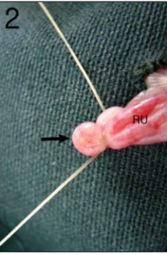 Fig. 1. Cytology of vaginal smear of rat. 