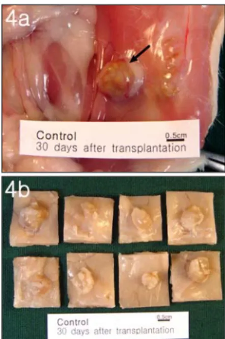 Fig. 4. Gross Structure of Transplanted  Uterine Tissue of Control Group. 