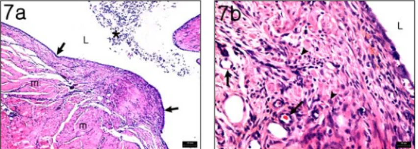 Fig. 7. Histological Structure of Transplanted Uterine Tissue of Treated Group (Hominis  Placenta Pharmacopuncture therapy)