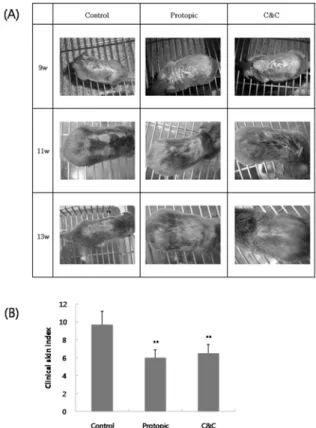 Fig.  1.  Effects  of  C&amp;C  on  clinical  skin  features  and  severity  in  TNCB-induced  atopic  dermtitis  model  of  NC/Nga  mice (A) Atopic dermatitis was induced by TNCB treatment on the dorsal  skin
