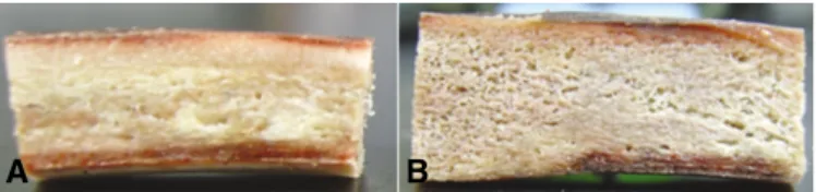 Fig. 2. A specimen with three implant fixtures inserted by three different methods.