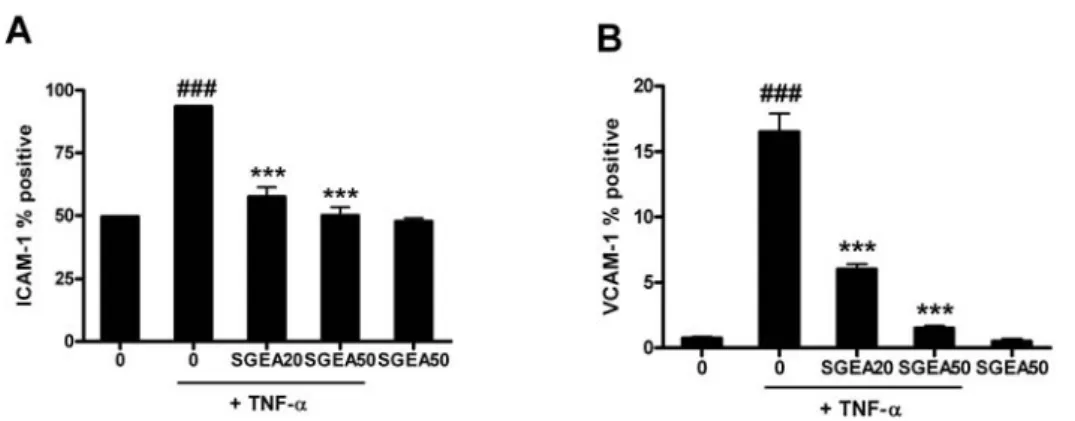 Fig.  6.  Inhibitory  effect  of  SGEA  extract  on  TNF- α -induced  VCAM-1  (A)  and  ICAM-1  (B)  expression  in  HUVEC