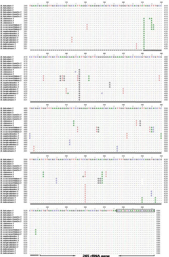Fig.  2.  Comparison  of  ribosomal  RNA  gene  and  internal  transcribed  spacer  (rDNA-ITS)  sequences  among  Bupleurum  species  The boxes indicate ITS1 and ITS2 primer sequences
