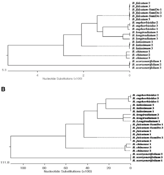 Fig.  3.    Phylogenetic  relationship  of  Bupleurum  species