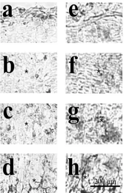 Fig.  7.  Immunohistochemical  localization  of  BMP-2  in  the  growth  plate