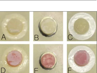 Fig. 1. Prepared specimens prior to measurement of shear bond strength.