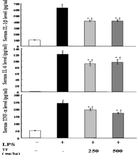 Fig.  5.  Effects  of  TF  on  the  expression  of  Ik-B α  degradation    and  MAP  kinase  activity  in  LPS-stimulated  of  RAW  264.7  cells