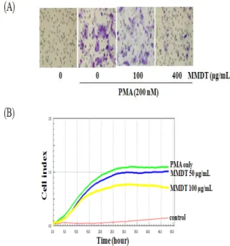 Fig.  3.  Effects  of  MMDT  on  apoptotic  chromatin  condensation  of  HepG2  cells 