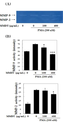 Fig.  5.  Effects  of  MMDT  on  the  activities  of  MMP-2/9  of  HepG2  cells
