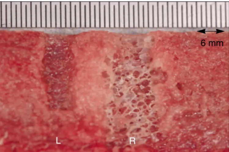 Fig. 4. Comparison of the preparation sites of the drill (left) and laser (right) groups.