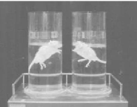 Fig. 1. Equipment of forced swimming test