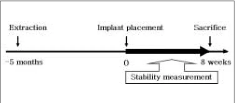 Fig. 7 illustrates a ground-section of an implant with sur- sur-rounding hard tissues