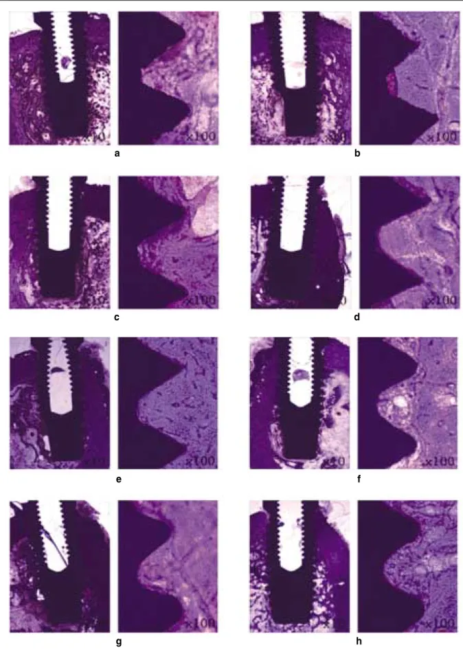 Fig. 7. The histological section in the buccolingual direction at 4 weeks. a. Machined surface, b