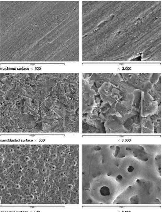 Fig. 1. SEM (JSM-840A, JEOL, Japan) of the machined, sandblasted and anodized surface structures of the prepared titanium discs