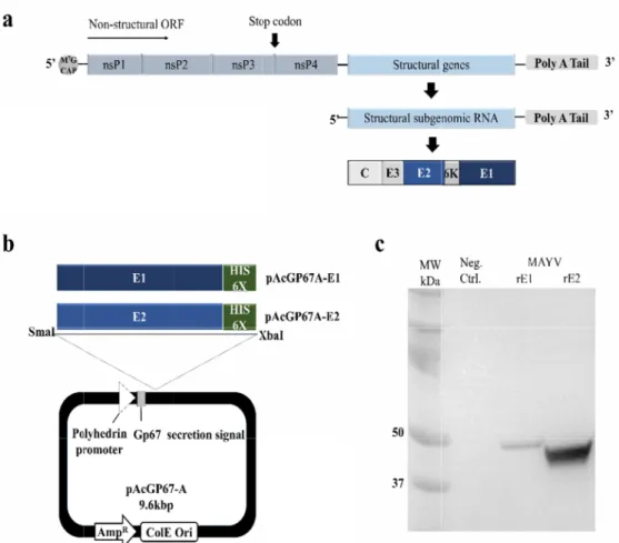 Fig. 1. M of MAY termina pAcGP6 peroxid Journal of  Bacteriology an 0 μL of each) w(PBST with huintensity of thpt  in  the  Fujifusing Origin soTSction of resecreted versioal gp67 secretE1 and E2 genvector at Smaned vectors (p nome via homo