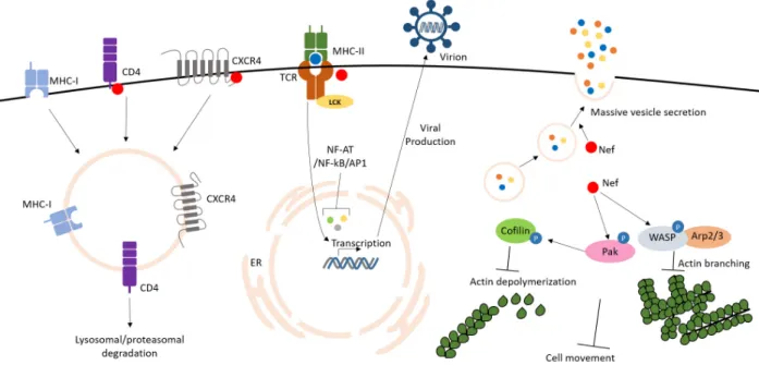 Fig. 1. Virulence mechanism of Nef.